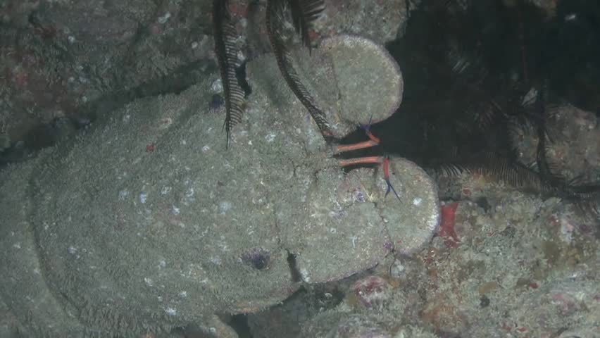 Oman,diving the Arabian sea, Bear Crab