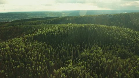 Aerial Shot of Mountains on the coast Covered with Pine Forest