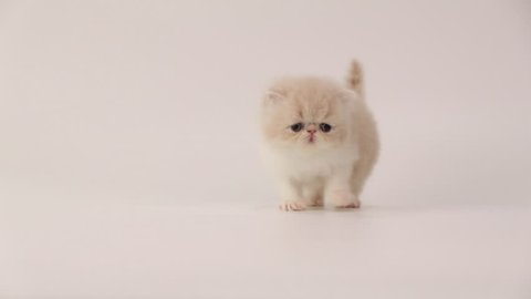 cream and white persian kitten cat crying and walking out the camera