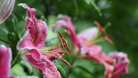 Lovely pink Tiger Lilies in the rain with rain drops