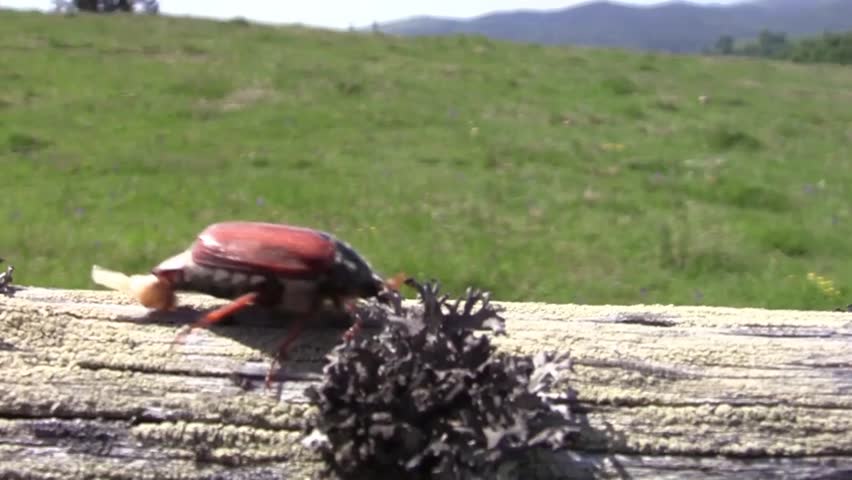 Beetle goes on a wooden beam 15
