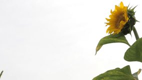 Video of a sunflower swaying in the breeze on a white background