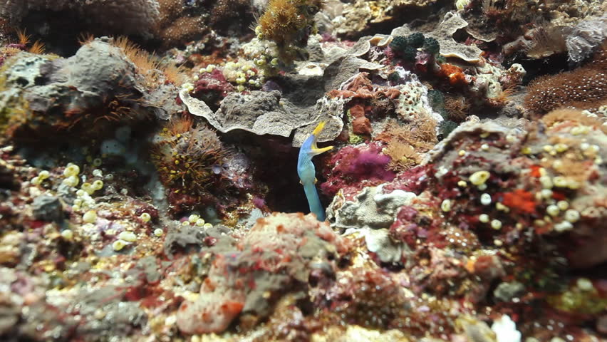Blue ribbon eel hunting over pristine hard and soft coral on a tropical reef off the coast of Nusa Lembongan, Indonesia | Shutterstock HD Video #18182011