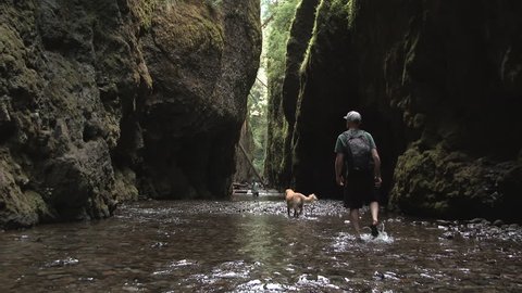 Person with his dog walks through beautiful Oneonta Gorge in the Pacific Northwest, Oregon.