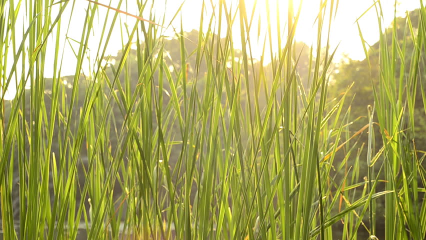 Reeds in a lush swamp, with the sun setting in the background.