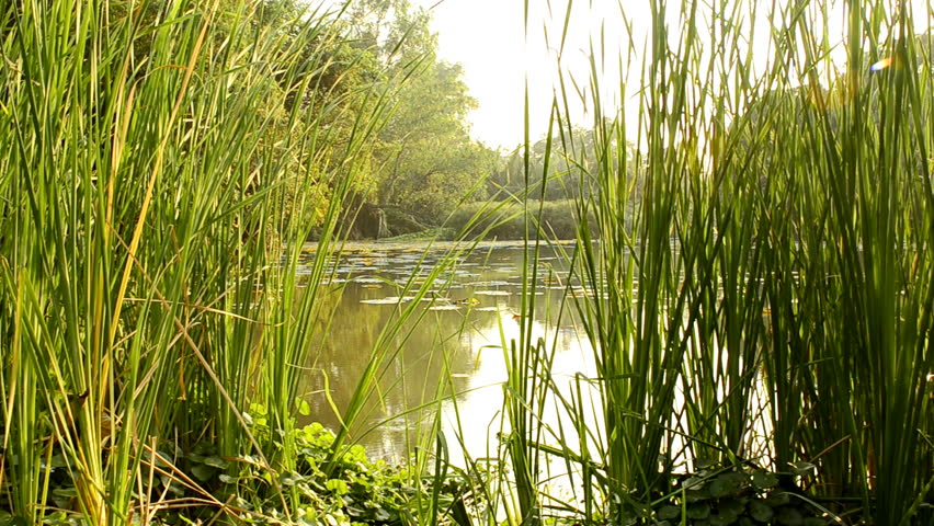 Looking through a row of reeds at a lush tropical swamp in Thailand.