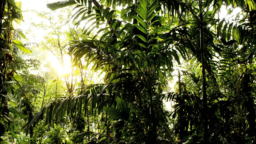 Setting sun shining into a dense tropical jungle in Thailand.