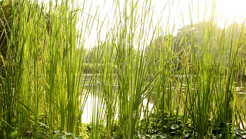 Reeds in a lush tropical swamp area in Thailand.