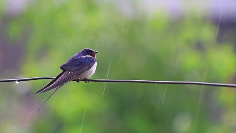 swallow on the wire in the rain