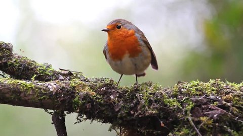 robin on a branch with moss