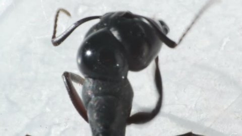 ant with dew drops cleans paws and whiskers ,close-up of an ant's head