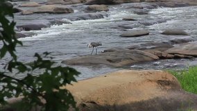 Heron on river rocks closeup - HD DSLR