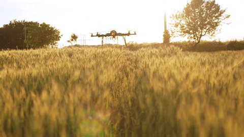 Drone flying low above field at sunset. Slow motion.