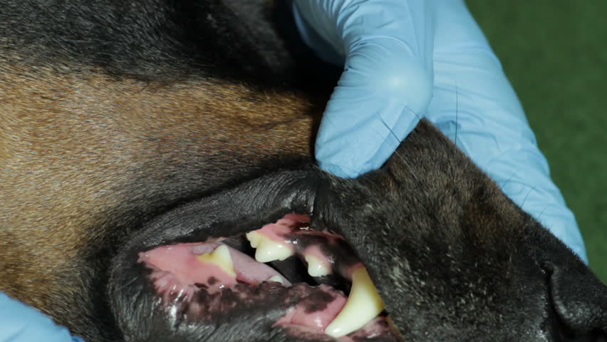 Veterinary Doctor Looking Teeth Doberman Stock Footage Video (100% ...