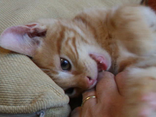 Cat with hand