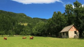 Summer Pasture, Slovenia (Jezersko) - video loop