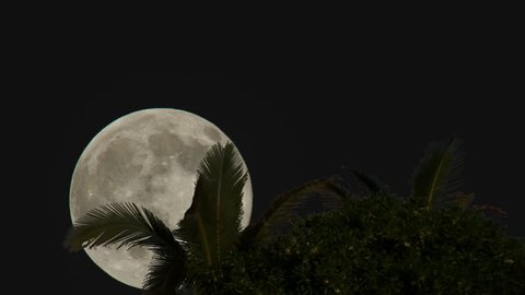Full Moon rising behind palm tree silhouettes in Florida tropical setting. This time lapse is sped up 4 times natural speed.