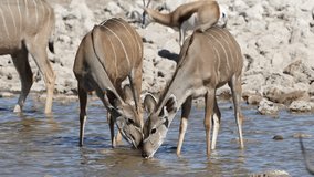 Kudu antelopes (Tragelaphus strepsiceros) drinking water, Etosha National Park, Namibia