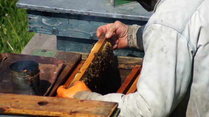 Beekeeper at work.