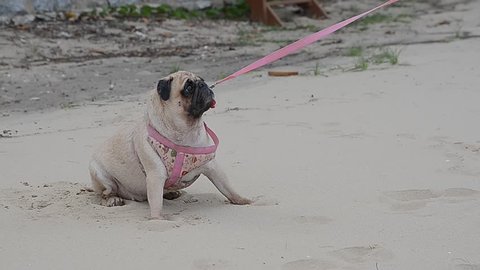 Asian woman try to pull the lazy fat pug dog to walk on the sand beach