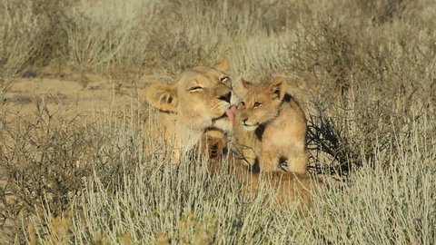 Lioness (Panthera leo) in affectionate interaction with her young lion cubs, Kalahari desert, South Africa