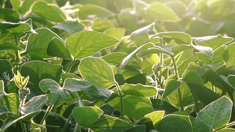 Soybean crop field, cultivated plant leaves close up