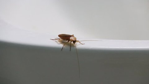 Video Of A Ladybug Crawling Stock Footage Video 100 Royalty Free Shutterstock