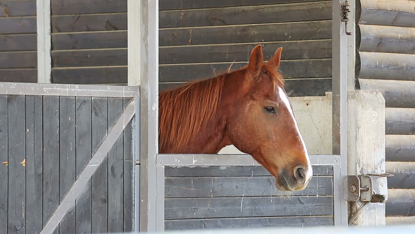 Spotted Horse Hides Face in Stock Footage Video (100% Royalty-free