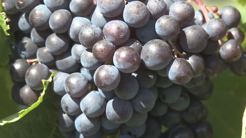 A bunch of ripe grapes