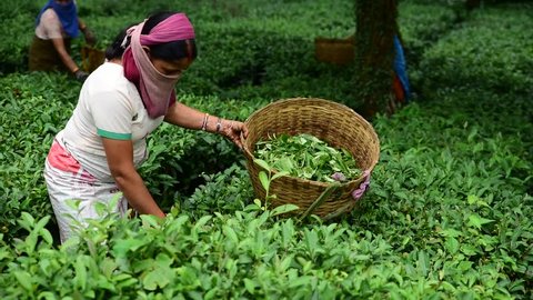 Woman plucking fresh tea leaves at a tea farm in Kangra, Palampur, Himachal Pradesh, India