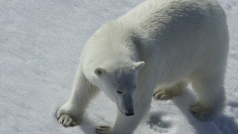 Polar bear (female). Franz Josef Land. July 2016.