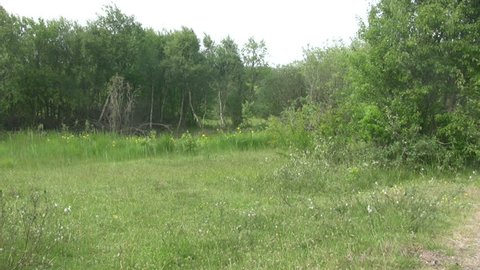 Spring wild grow in nature preserve 