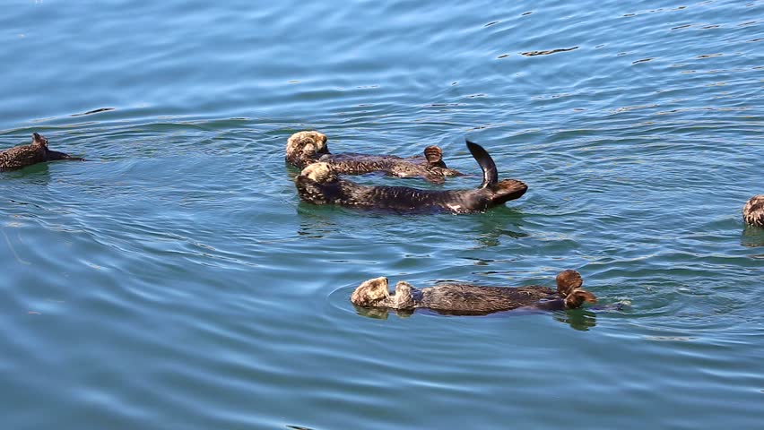 Endangered Sea Otters clean, sleep & play (with a baby). Cute & adorable wildlife behaviour in the kelp of the Pacific Ocean (California). 