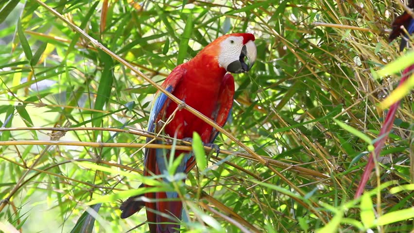 Ara macaw parrot in Ecuadorian Amazonia, shot in the wild
