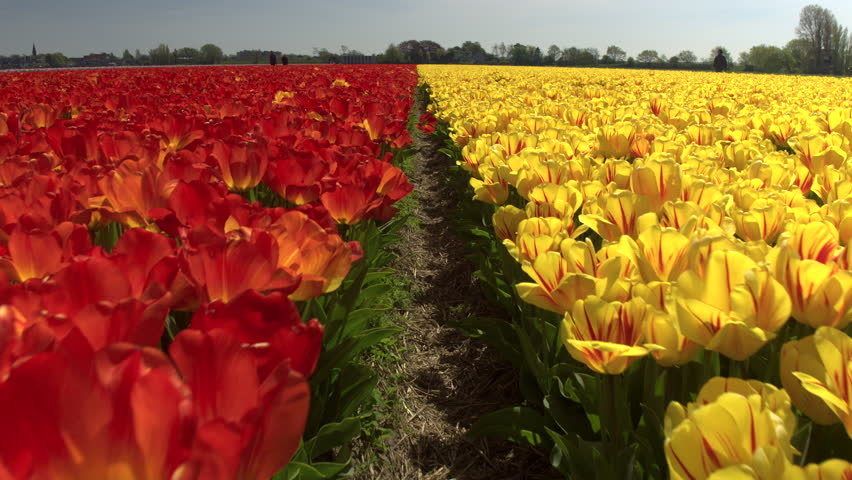 CLOSE UP: Big vast field of stunning colorful tulips blooming in local park. Small soil barier separating red tulip blossoms from yellow ones. Beautiful flowers at touristic spot Lisse, Netherlands
