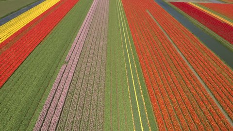 AERIAL: Flying above rich colorful rows of lush blooming tulips on beautiful vast field on sunny summer day. Red, yellow and pink blossoming tulips growing on endless garden in famous touristic spot