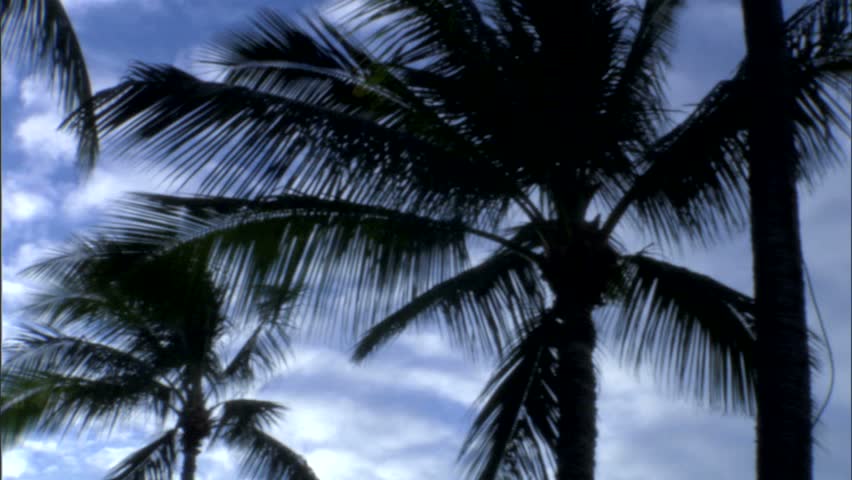 Palm trees against the sky, on the Big Island, Hawaii