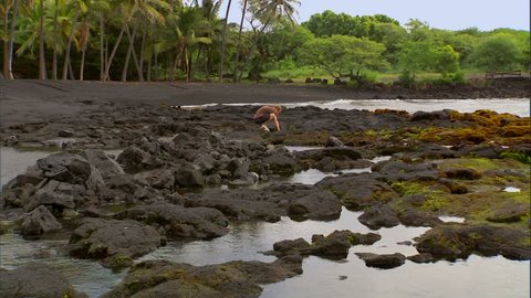 Man walking on rocks at Punalu'u Black Sand Beach, Hawaii