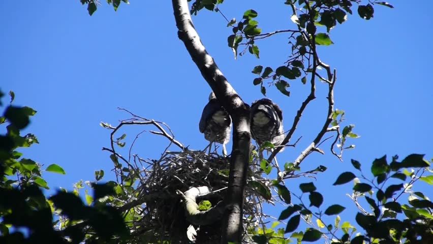 Young fledgling Great Blue Herons	 ( Ardea herodias )	practice for flight by flapping their wings	 in waterside park in Seattle
