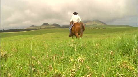 A Hawaiian cowboy, paniolo, riding horseback on the Big Island of Hawaii