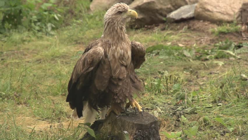 white tailed eagle on the ground