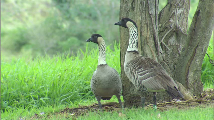 hawaiian geese nene squawking Stock Footage Video (100% Royalty-free ...