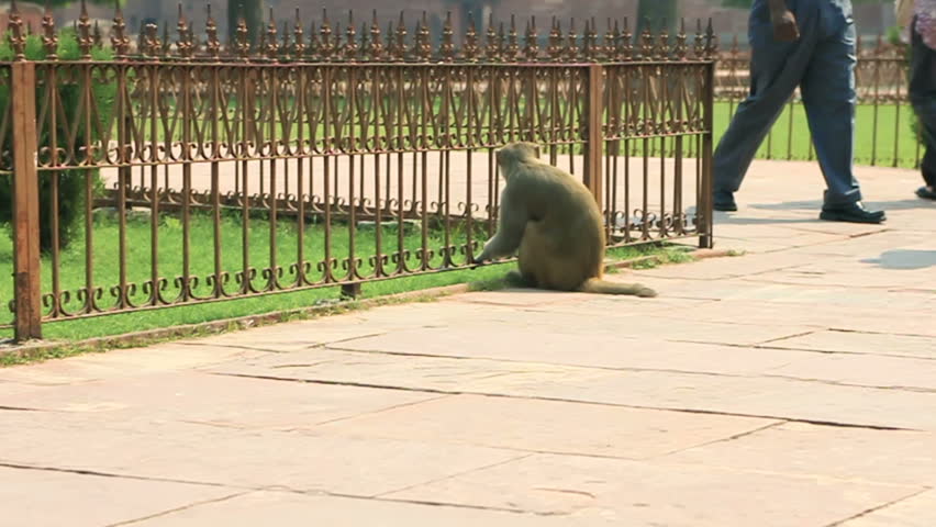 Monkey in India climbs over the fence. The monkey lives among the people in a warm Asia.