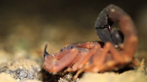 Large red scorpion in Ecuadorian jungle Stock Video