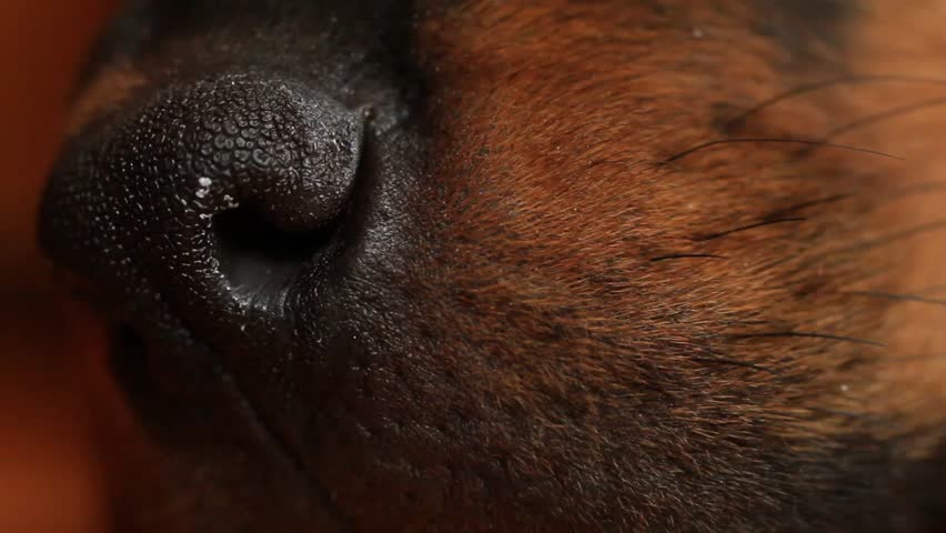 Dog nose movement in order to gather scents from the air. High definition macro