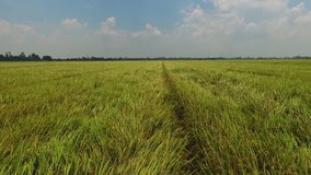 Aerial video, with drone, above a rice field in Asia.