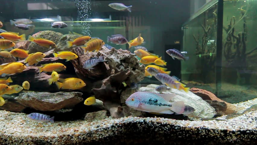 Colorful aquarium fish. Clean environment with corals and colourful fishes. Coral reef with beautiful inhabitants and plants. Different kinds of sea fish in a marine aquarium | Shutterstock HD Video #18238750