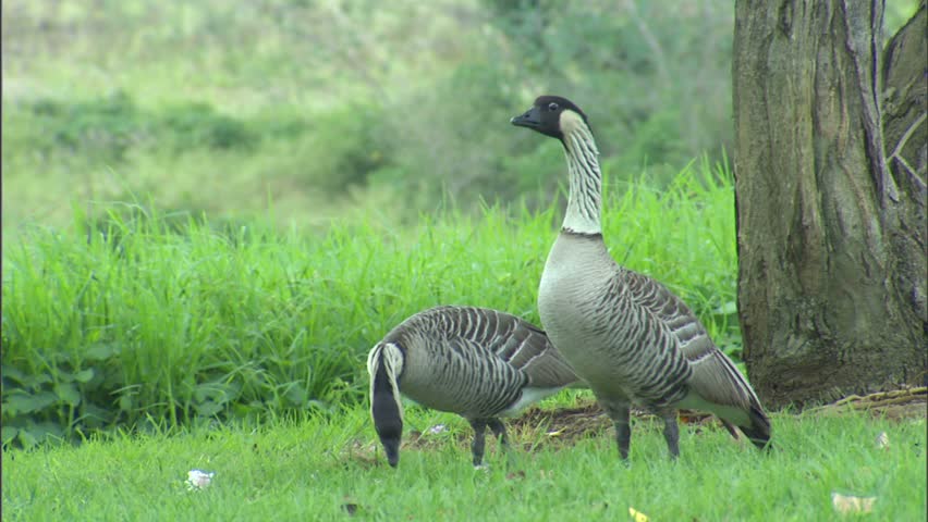Two nene or Hawaii geese