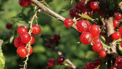 Shallow DOF red Ribes rubrum berries on the plant close-up 4K 2160p 30fps UltraHD footage - The redcurrant deciduous shrub fruit natural  3840X2160 UHD video