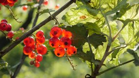 Red Ribes rubrum berries on the plant close-up 4K 2160p 30fps UltraHD footage - The redcurrant deciduous shrub fruit natural shallow DOF 3840X2160 UHD video